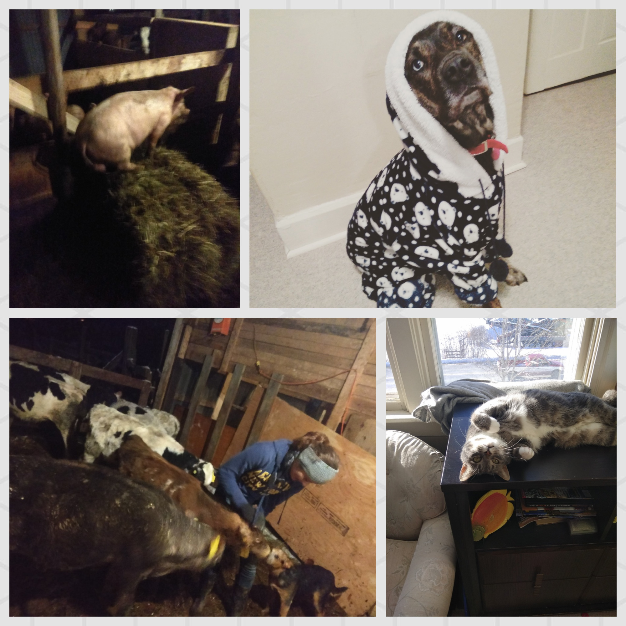 Look! Animals.