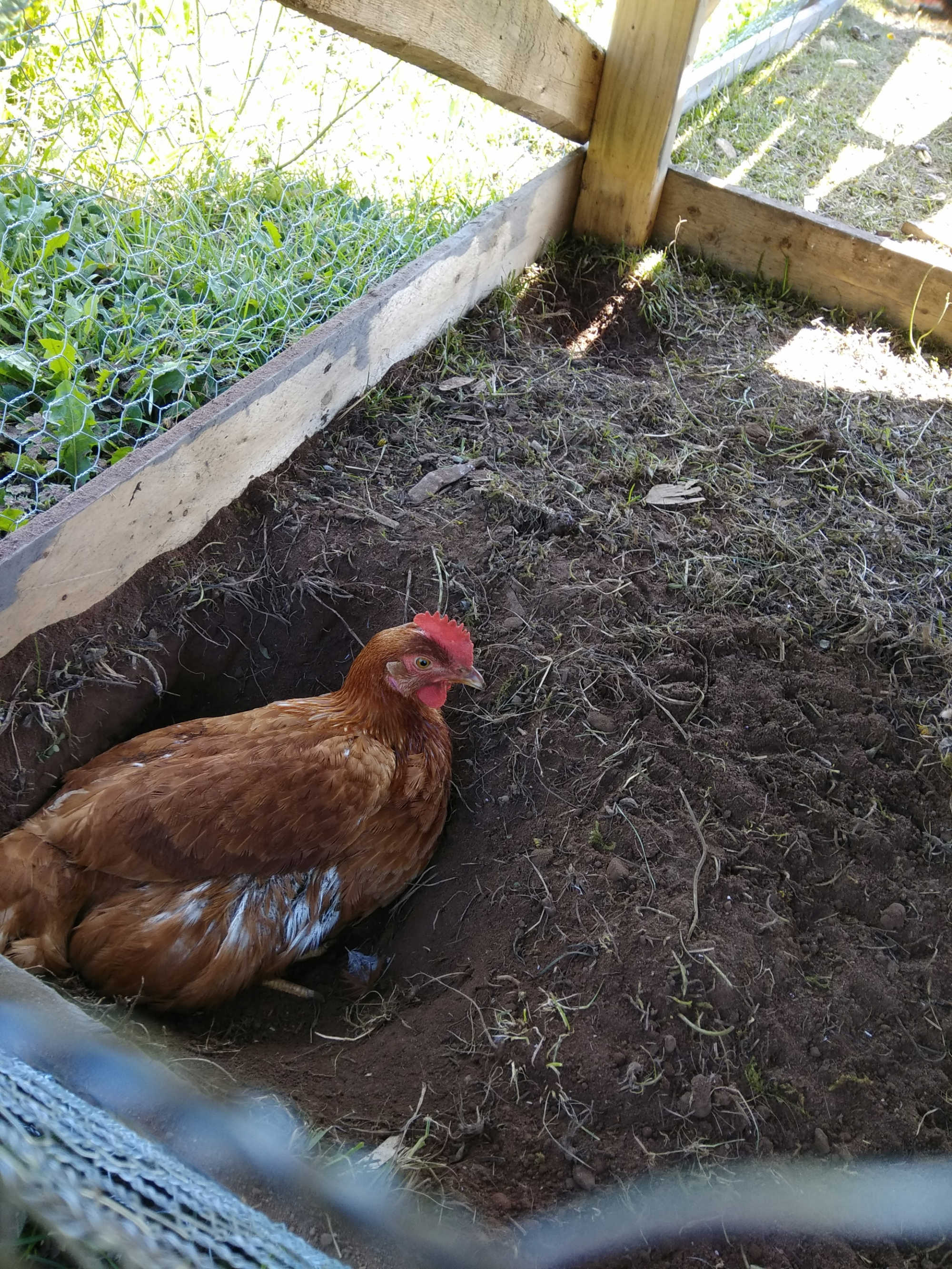 One of the Ladies