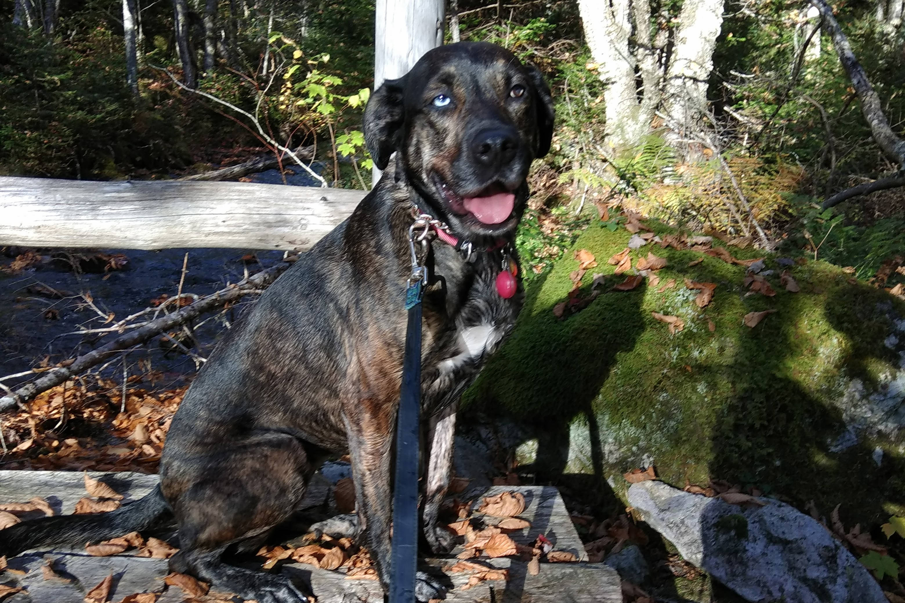 This is a good dog.
