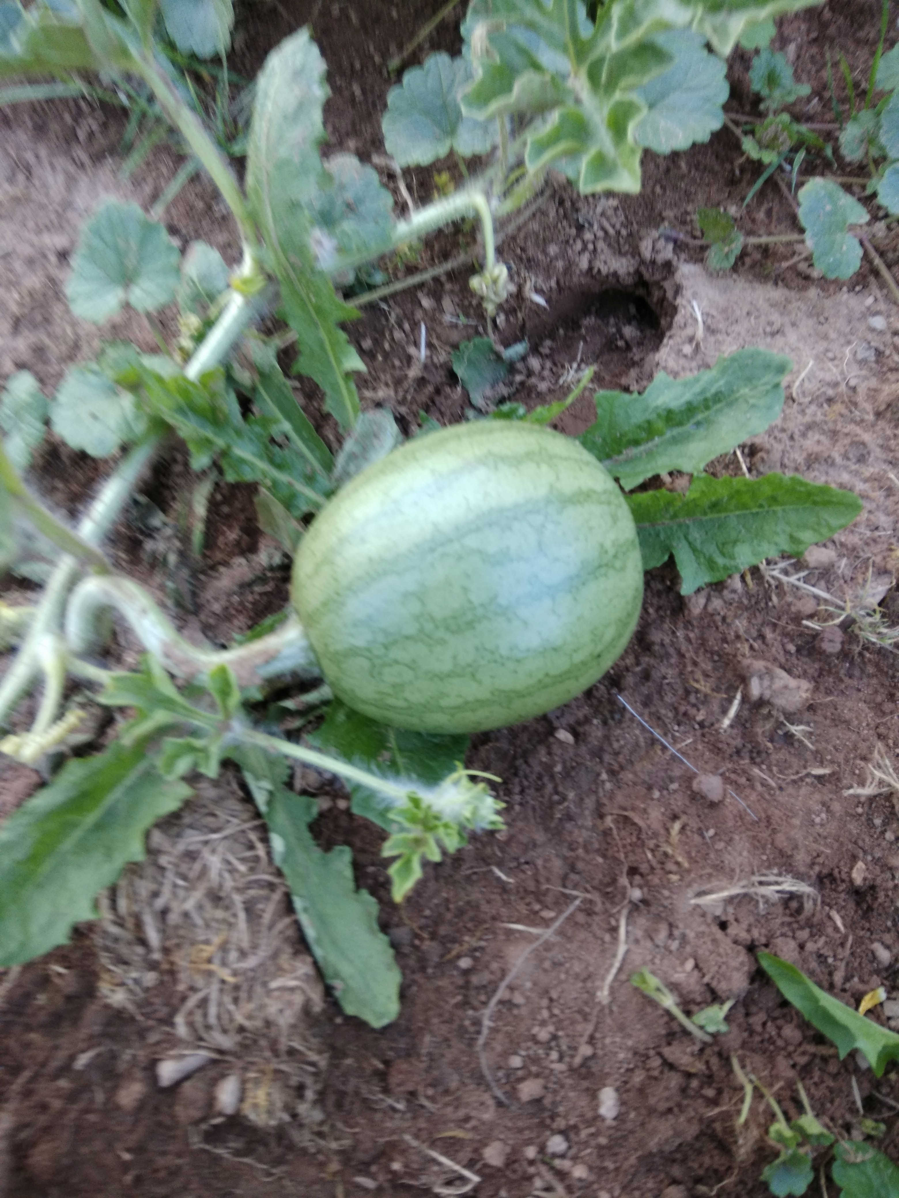 a Hopefull Melon