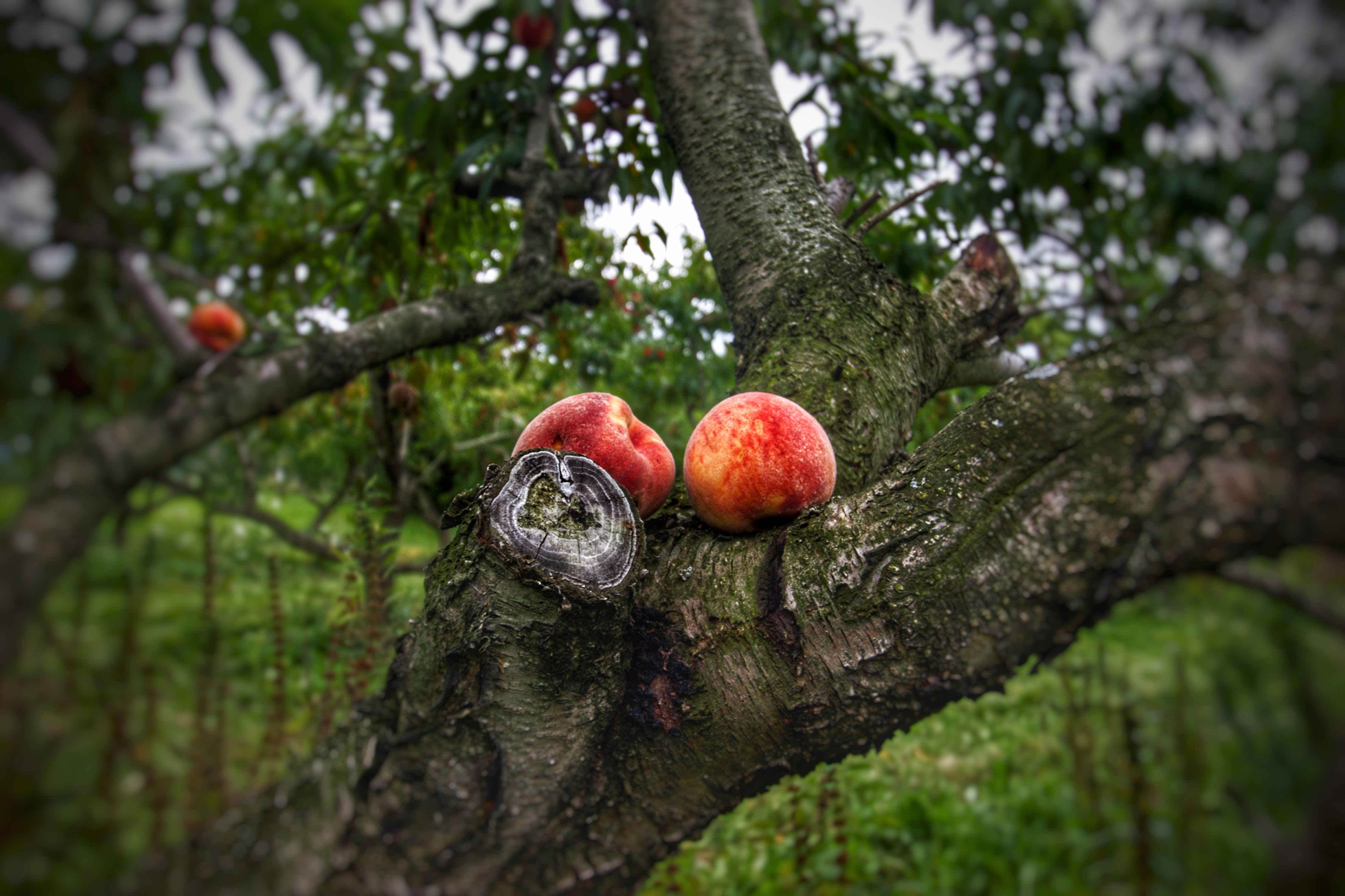 Peaches - Photo Cred: Jordan Froese